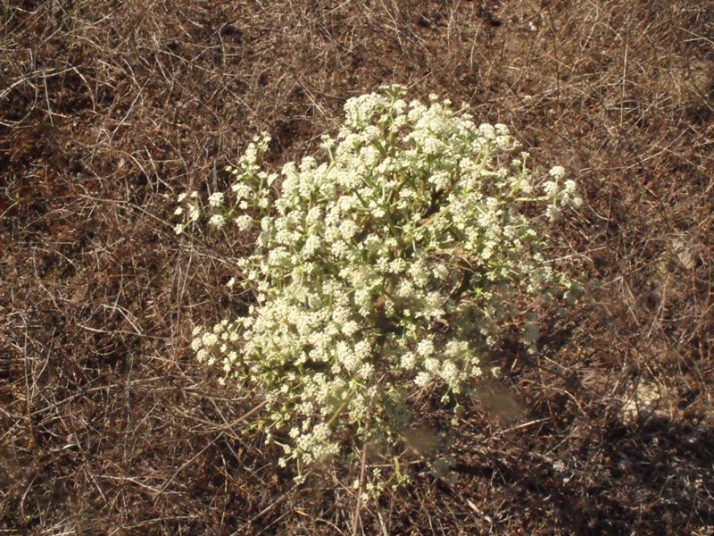 Seseli tortuosum / Finocchiella mediterranea